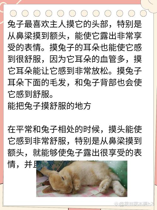 男朋友摸小兔子细节描写——柔软顺滑的触感