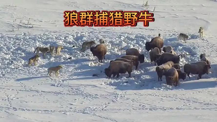 狼群网视频在线观看,一款功能强大的在线视频播放软件
