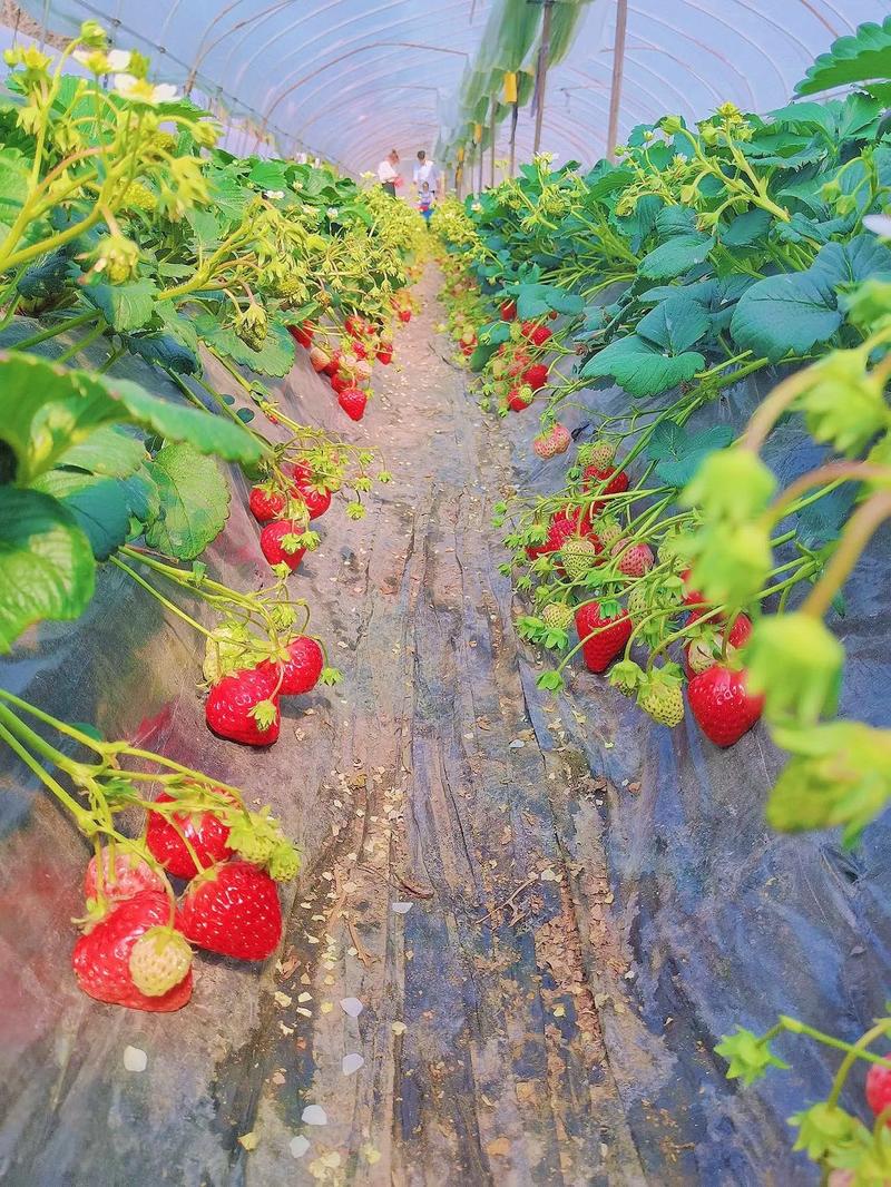 草莓直播高清免费,带来流畅无卡顿的观看体验,还有更多精彩内容等你发现
