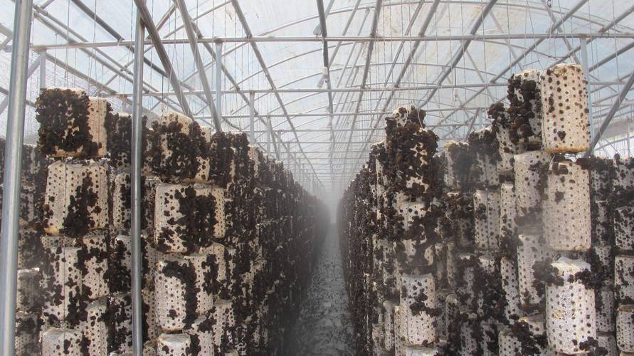 黑木耳网——专业提供黑木耳种植技术与销售服务