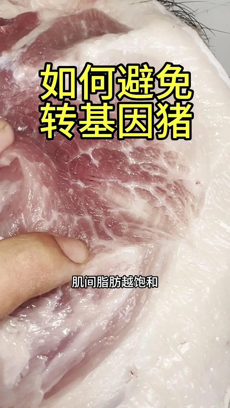 欧美 zooskoolpigzoo 猪,高品质猪肉,营养丰富,口感鲜美