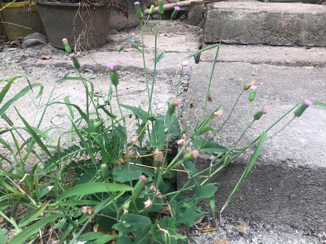 野花社区 WWW 三——提供丰富的野花资源和专业的植物知识