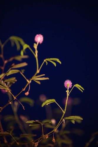 18 款夜晚禁用含羞草，一款多功能的夜间辅助应用