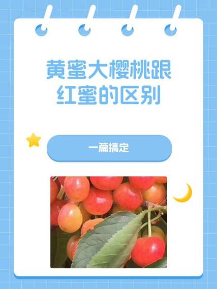 黄蜜大樱桃和红蜜的区别，你知道吗？